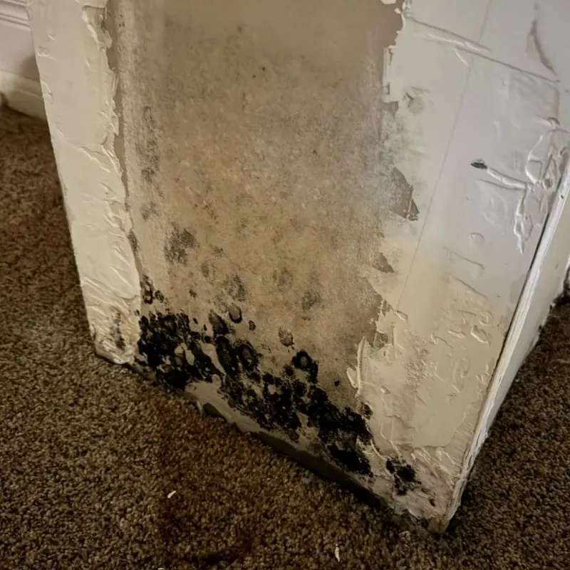 Professional Mold Removal in Trenton, MO
